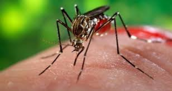 Febre Chikungunya é uma doença parecida com a dengue, transmitida pelo mosquito Aedes Aegypti.