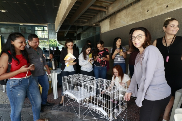 Filhotes de cães e gatos receberam tutores durante a feira