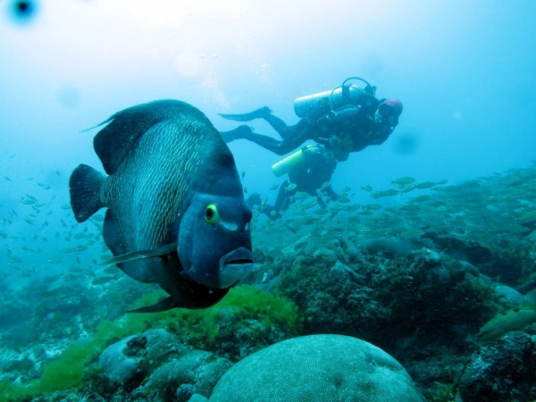 Dia Mundial dos Oceanos é comemorado nesta quarta-feira (08/06)