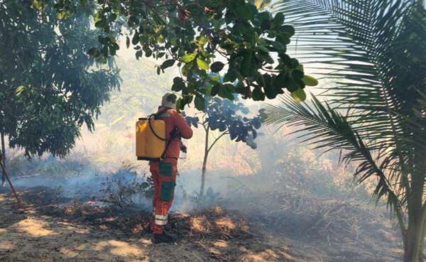 Nos últimos meses, Corpo de Bombeiros registrou 1.296 ocorrências de incêndios florestais no Ceará