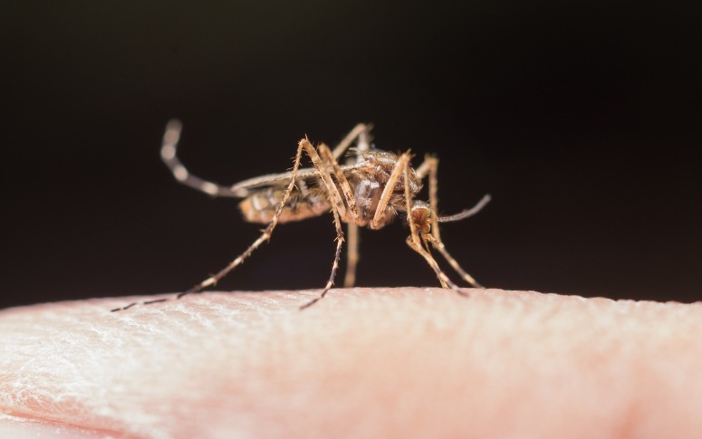 Secretaria da Saúde do Estado alerta sobre proliferação do Aedes aegypti no período chuvoso