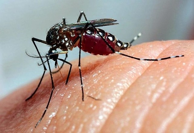 No Brasil, mosquito Aedes aegypti é o principal vetor dessas doenças